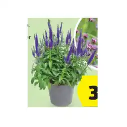 Hofer Staudenmix versch. Sorten HOFER Angebot