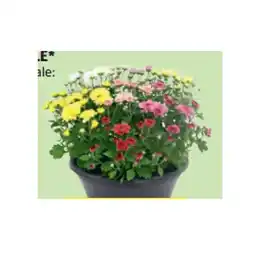 Hofer Chrysanthemen-Schale versch. Blütenfarben HOFER Angebot