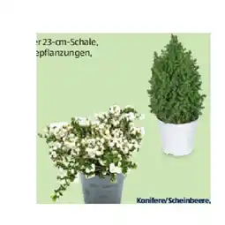 Hofer HERBSTSORTIMENT Konifere/Scheinbeere, im 14-cm-Topf HOFER Angebot