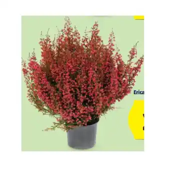 Hofer HERBSTPFLANZEN-MIX Erica gracilis, im 12-cm-Topf HOFER Angebot