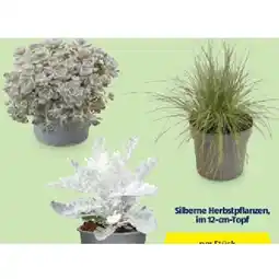 Hofer HERBSTPFLANZEN-MIX Silberne Herbstpflanzen, im 12-cm-Topf HOFER Angebot