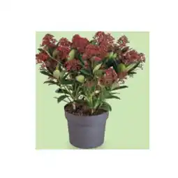 Hofer HERBSTSORTIMENT Skimmie, im 19-cm-Topf HOFER Angebot
