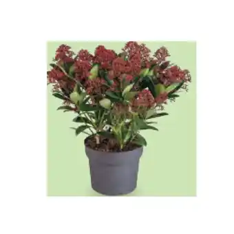 Hofer HERBSTSORTIMENT Skimmie, im 19-cm-Topf HOFER Angebot