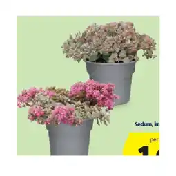 Hofer HERBSTPFLANZEN-MIX Sedum, im 12-cm-Topf HOFER Angebot