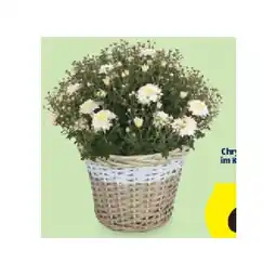 Hofer HERBSTPFLANZEN-MIX Chrysanthemen-Busch im Korb, im 19-cm-Topf, Höhe ca. 40 cm HOFER Angebot