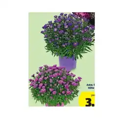 Hofer HERBSTPFLANZEN-MIX Aster,17-cm-Topf, Höhe ca. 40cm HOFER Angebot