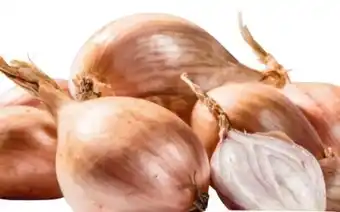Eurospar SPAR wie früher Bio-Schalotten Edition Stekovics Angebot