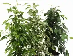 Eurospar Ficus Angebot