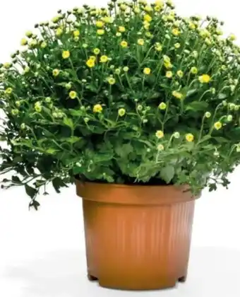 Interspar Chrysanthemen-Busch Angebot