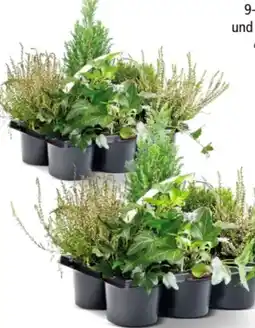 Interspar Heidegarten Mix Angebot
