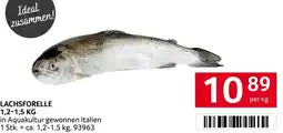 Transgourmet Lachsforelle Angebot