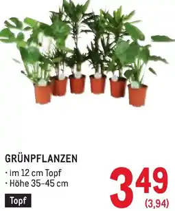 Metro Grünpflanzen Angebot