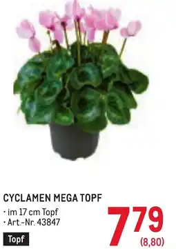 Metro Cyclamen mega topf Angebot