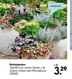 Hellweg Plantiflor Herbstzauber verschiedene Sorten Topf Durchmesser Angebot