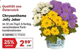 Lagerhaus Chrysantheme Jolly Joker Angebot