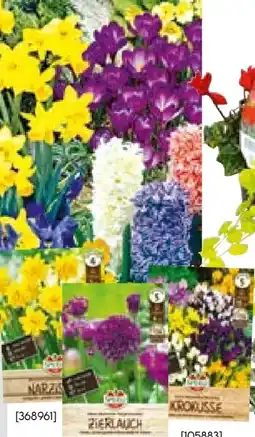 Hellweg Blumenzwiebeln Angebot