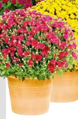 Hellweg Chrysanthemen-Busch Angebot