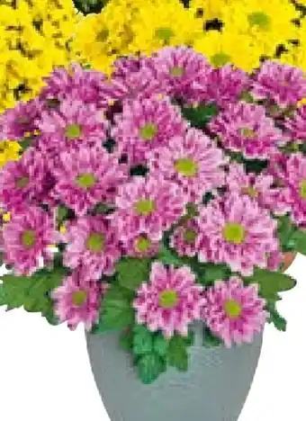Hellweg Plantiflor Chrysantheme Swifty Angebot