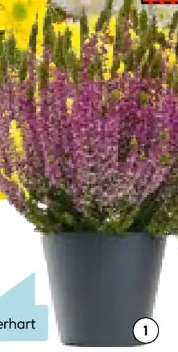 Hellweg Plantiflor Knospenheide Beauty Ladies Angebot