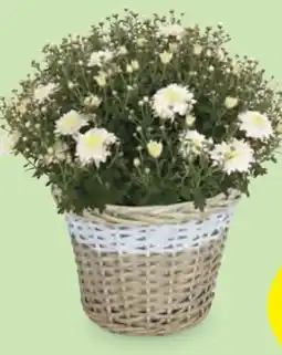 Hofer Chrysanthemen-Busch Angebot