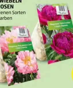 Hofer Blumenzwiebeln Pfingstrosen Angebot