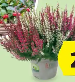 Hofer Callune Beauty Ladies Angebot