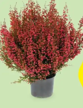 Hofer Erica Gracilis Angebot