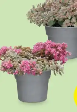 Hofer Sedum Angebot