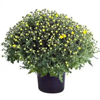 Hellweg Chrysanthemen-Busch 344500 HELLWEG Angebot