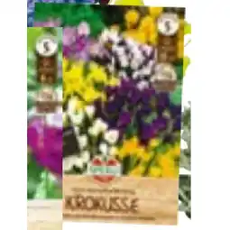 Hellweg Wildkrokus Botanische Mischung 105883 HELLWEG Angebot