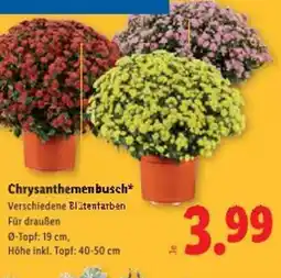 Lidl Chrysanthemenbusch Angebot