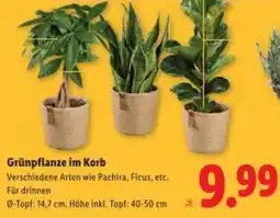 Lidl Grünpflanze im korb Angebot
