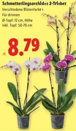 Lidl Schmetterlingsorchidee 2-trieber Angebot