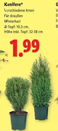 Lidl Konifere Angebot