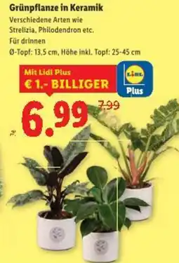 Lidl Grünpflanze in keramik Angebot