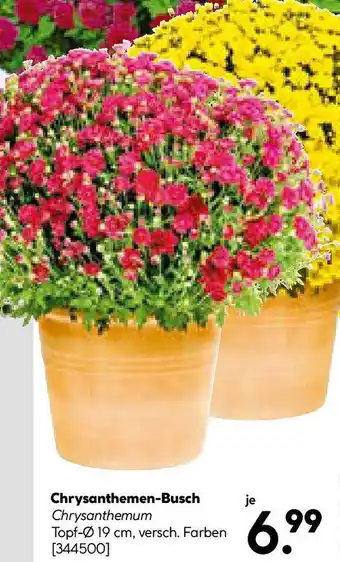 Hellweg Chrysanthemen-Busch Chrysanthemum Angebot