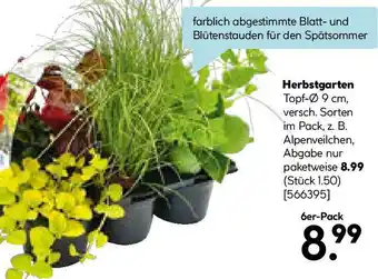 Hellweg Herbstgarten Angebot