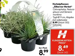 Hellweg Herbstpflanzen Silberner Herbst Angebot