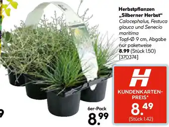 Hellweg Herbstpflanzen Silberner Herbst Angebot