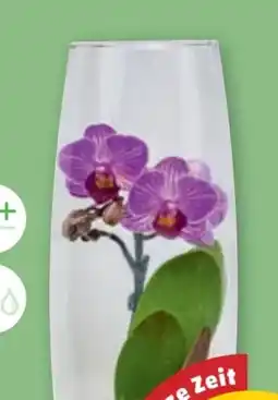 PENNY Mini-Orchidee Angebot