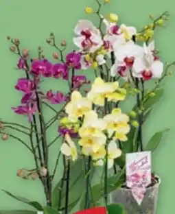 PENNY Orchidee Phalaenopsis Multiflora Angebot