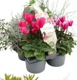 Lagerhaus Herbstpflanzen-Mix Angebot