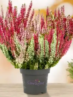 Lagerhaus Calluna Beauty Ladies Angebot
