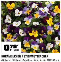 OBI Hornveilchen / stiefmütterchen Angebot