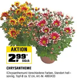 OBI Chrysantheme Angebot