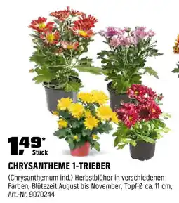 OBI Chrysantheme 1-trieber Angebot