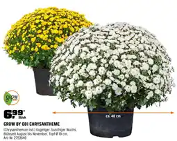 OBI Grow by obi chrysantheme Angebot