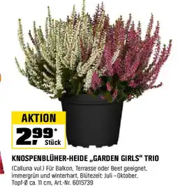 OBI Knospenblüher-heide garden girls trio Angebot
