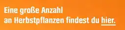 OBI Eine große Anzahl Angebot
