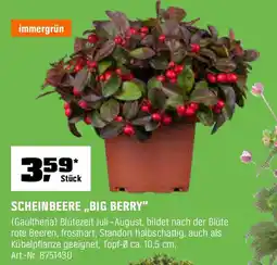OBI Scheinbeere,,Big berry" Angebot